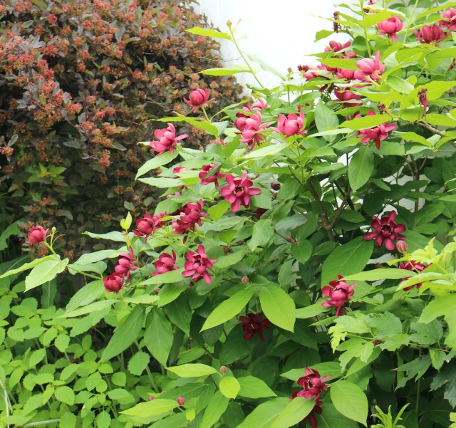 calycanthus aphrodite
