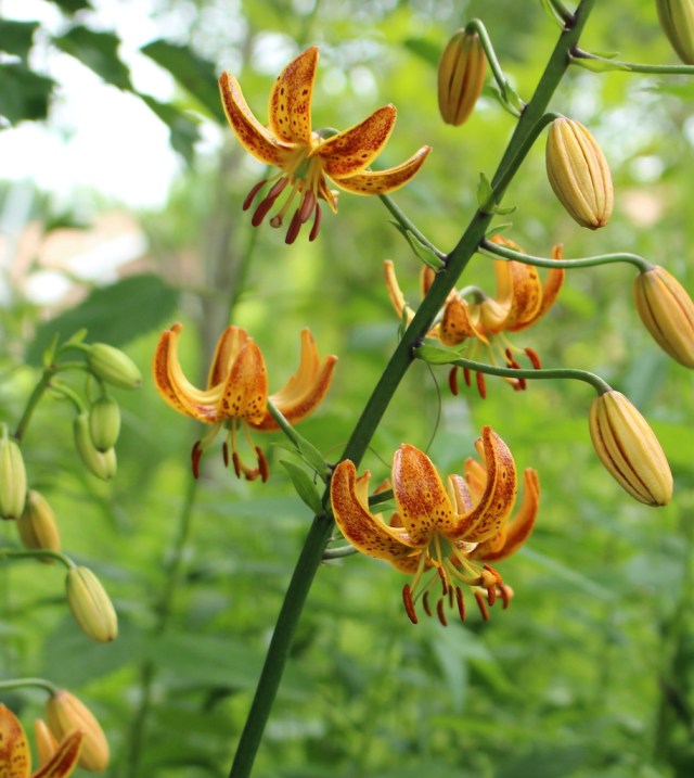 martagon lily sunny morning