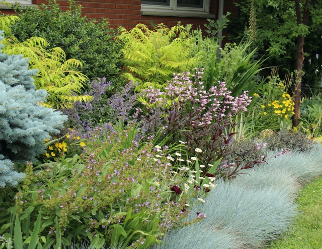 penstemon dark towers