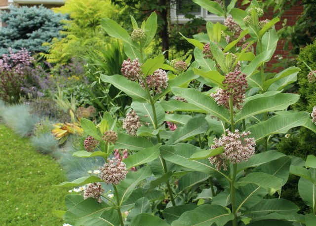 common milkweed