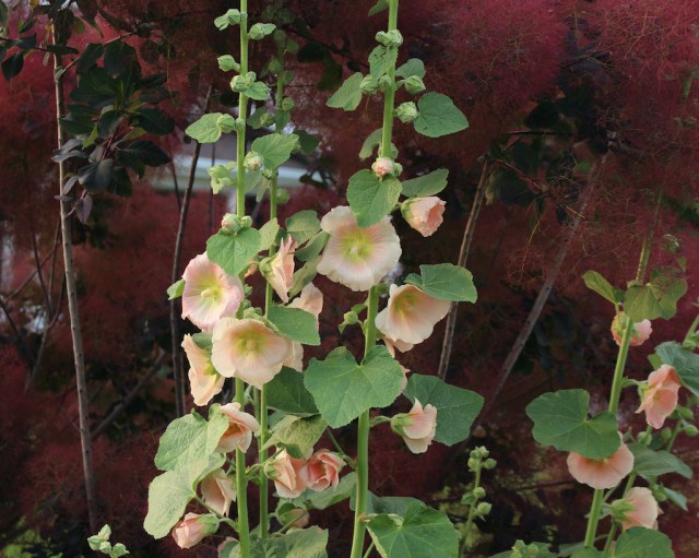 hollyhock rust