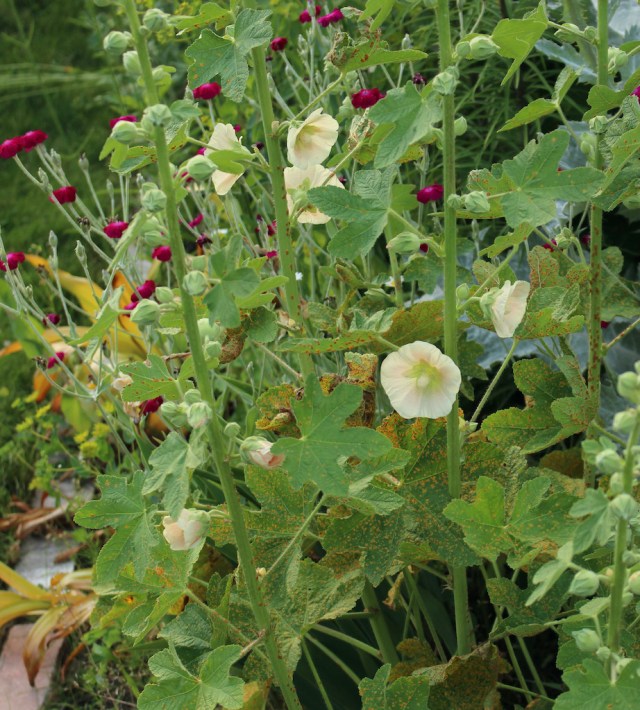 hollyhock rust