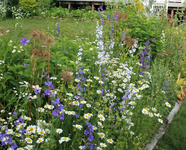 larkspur and daisies
