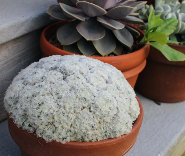 mammillaria plumosa