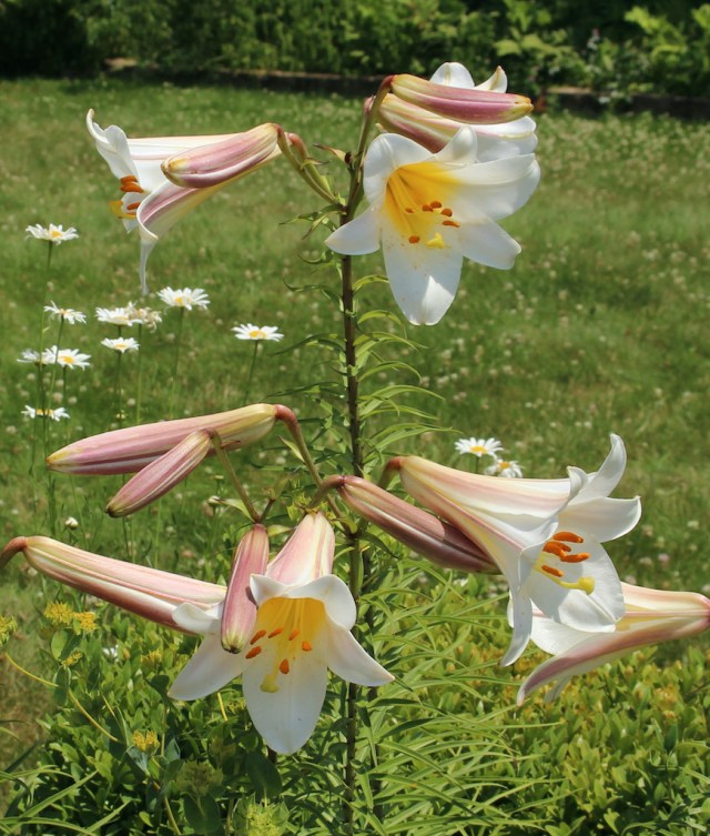 lilium regale