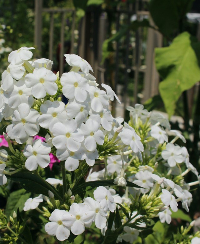 midsummer white phlox