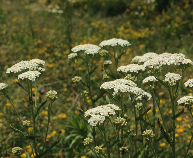 achillea millefolium common yarrow