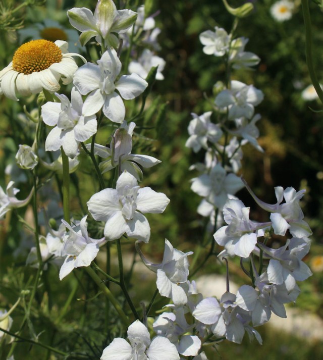 white larkspur