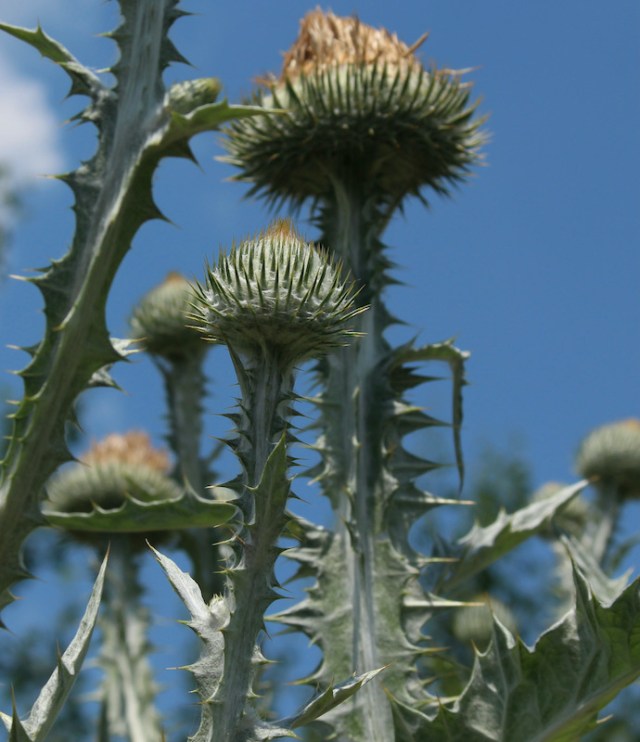 scotch thistle