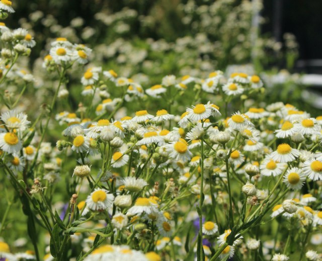 erigeron annuus daisy fleabane