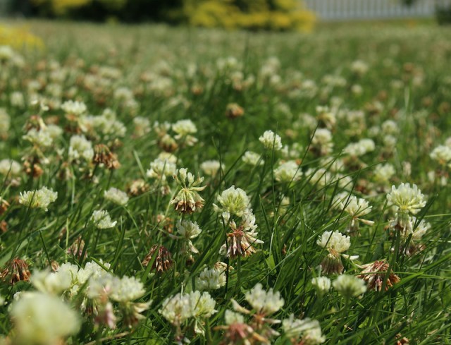 white clover lawn