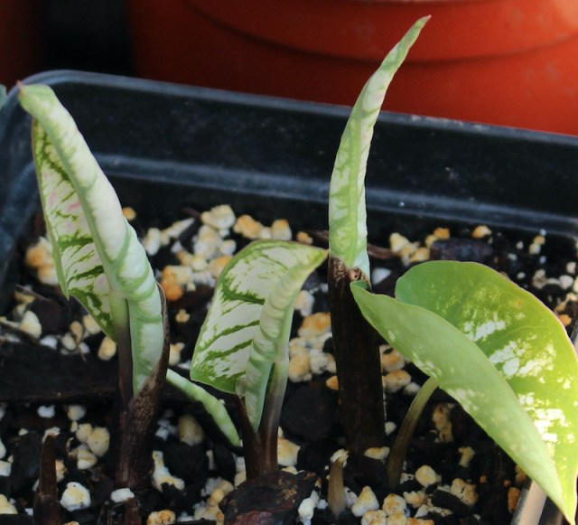 sprouting caladium