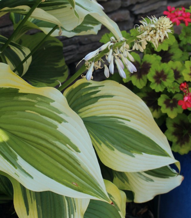 hosta montana aureomarginata
