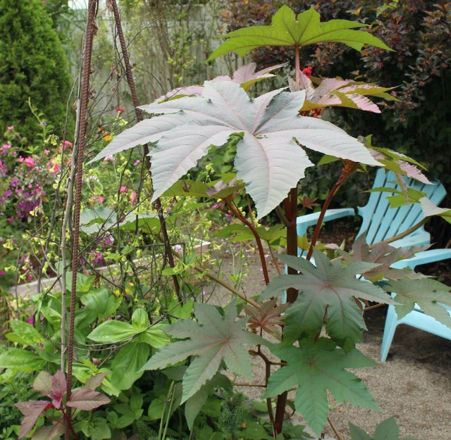 castor bean plant