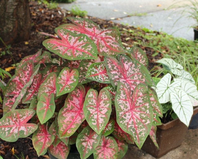 growing caladiums