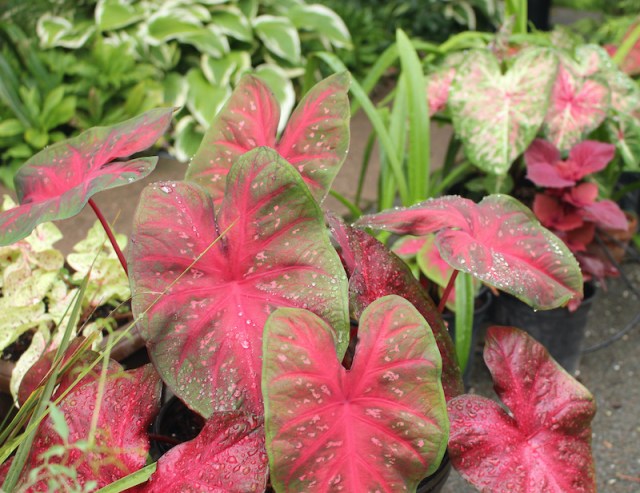 caladium red flash