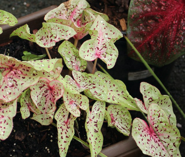 caladium miss muffet