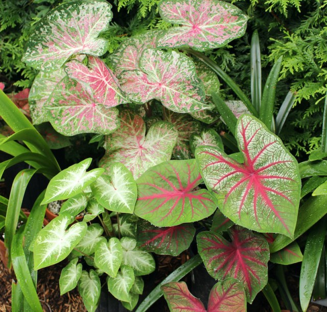 growing caladiums