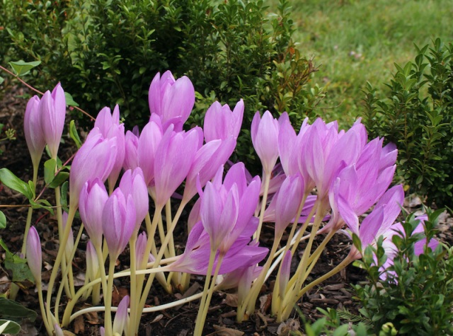 colchicum the giant