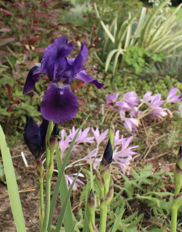iris eleanor roosevelt