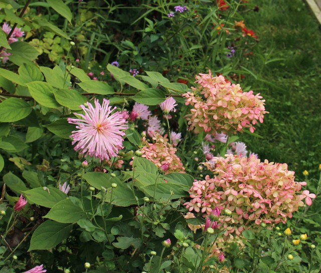 mums and hydrangea