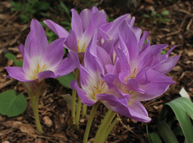 colchicum giganteum