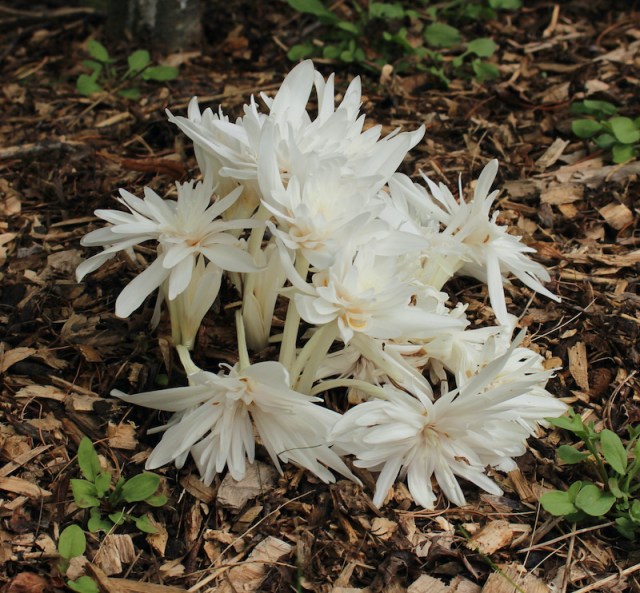 colchicum autumnale alboplenum