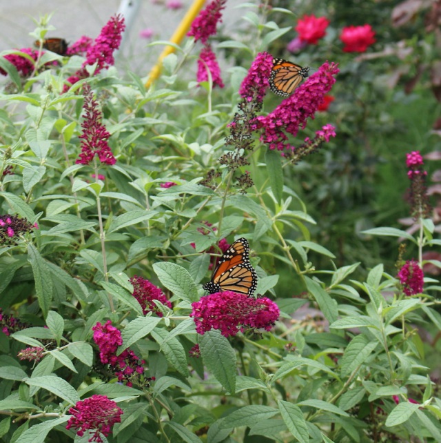 monarch garden