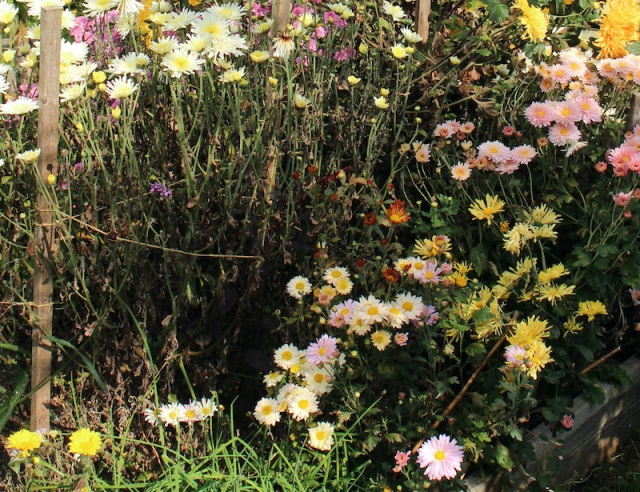 hardy chrysanthemums