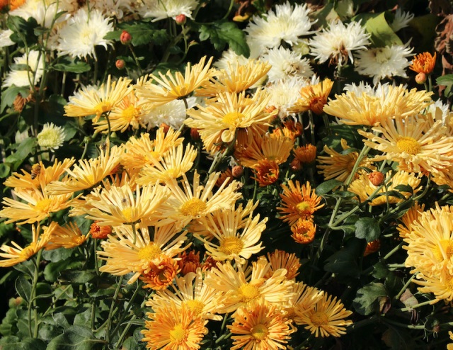 hardy chrysanthemums