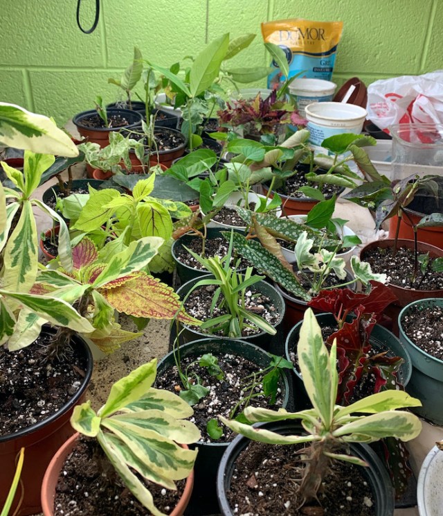 taking cuttings to overwinter