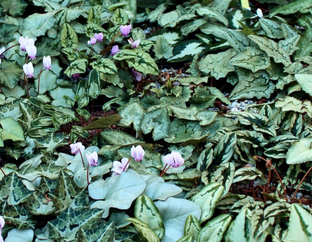 hardy cyclamen hederifolium