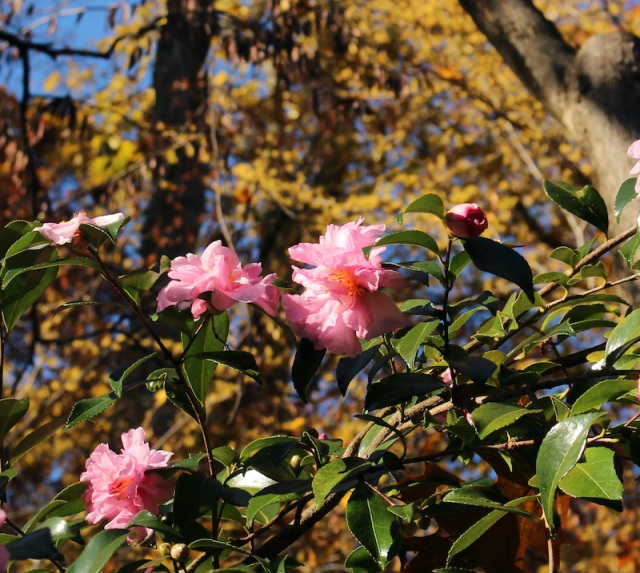 fall camellia