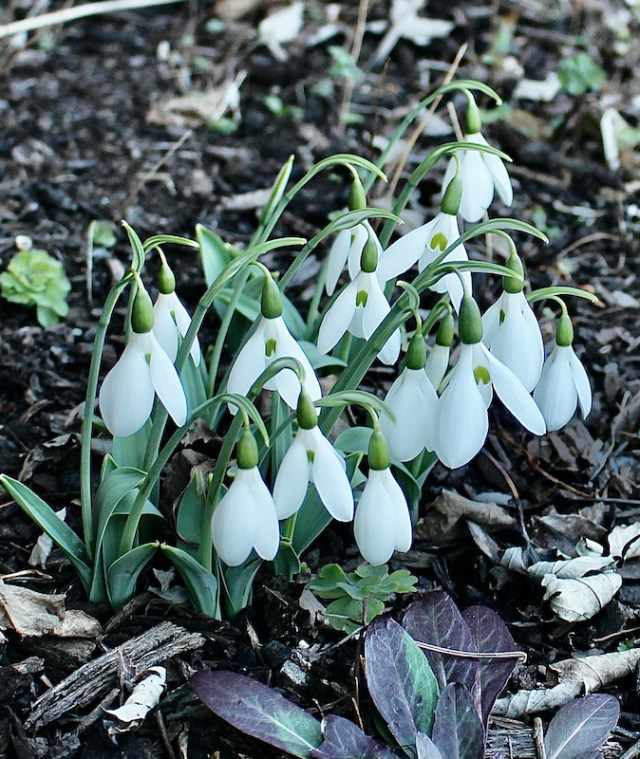 fall snowdrops montrose