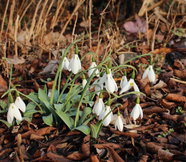galanthus potters prelude