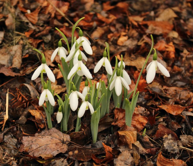 Galanthus Mrs Macnamara