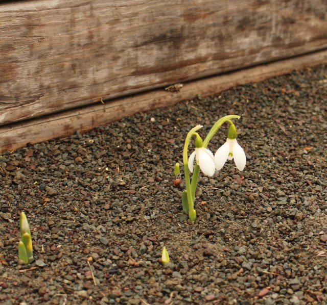 fall snowdrop