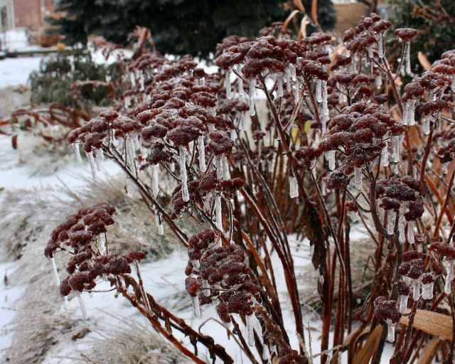 sedum winter ice