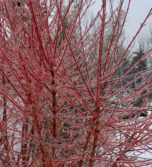 ice storm midwinter fire