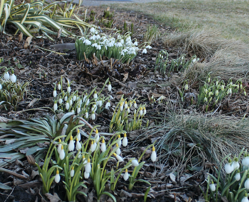american snowdrops