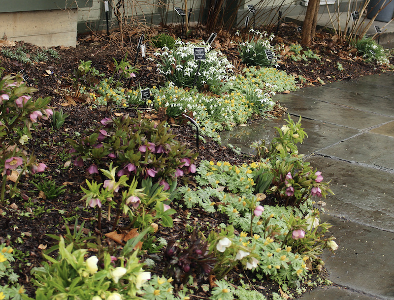 Scott arboretum snowdrops
