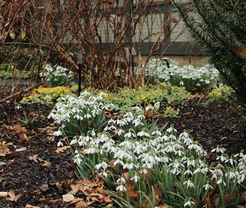Scott arboretum snowdrops
