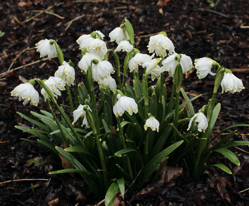 leucojum gertrude wister