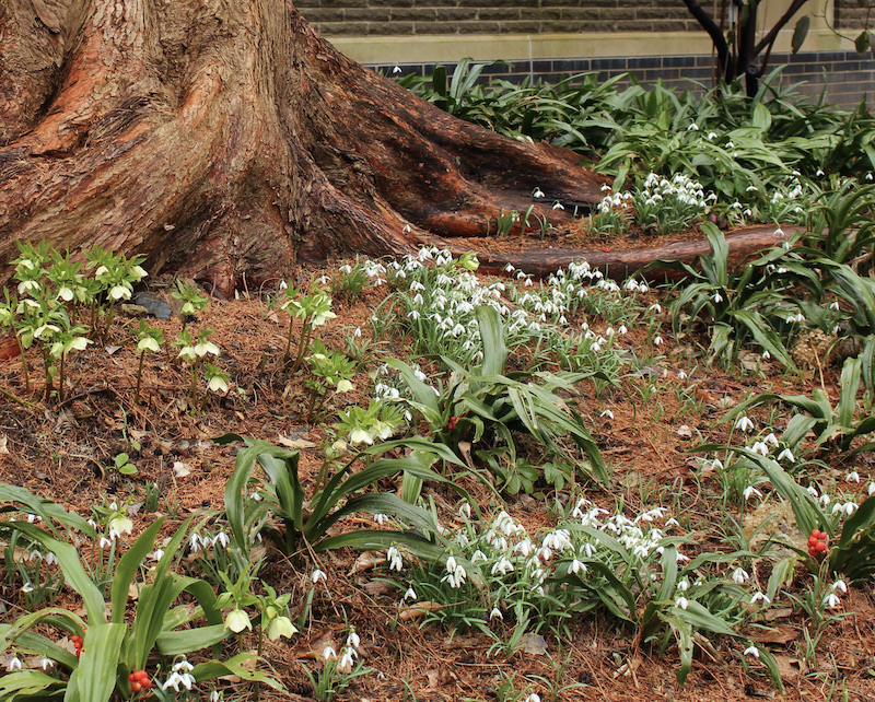 Scott arboretum snowdrops