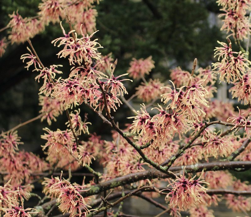 hamamelis strawberries and cream