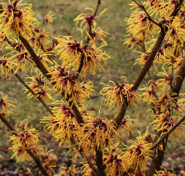 hamamelis chris