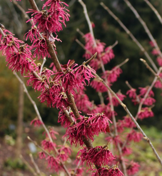 hamamelis tsukubana-kurenai