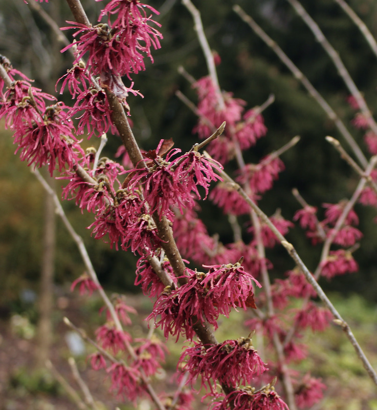 hamamelis tsukubana-kurenai