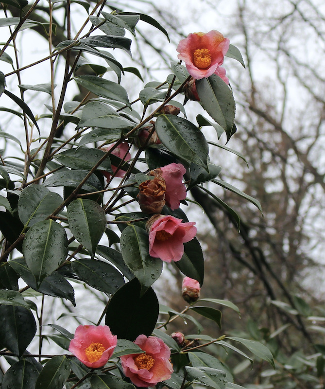 hedgleigh spring camellia