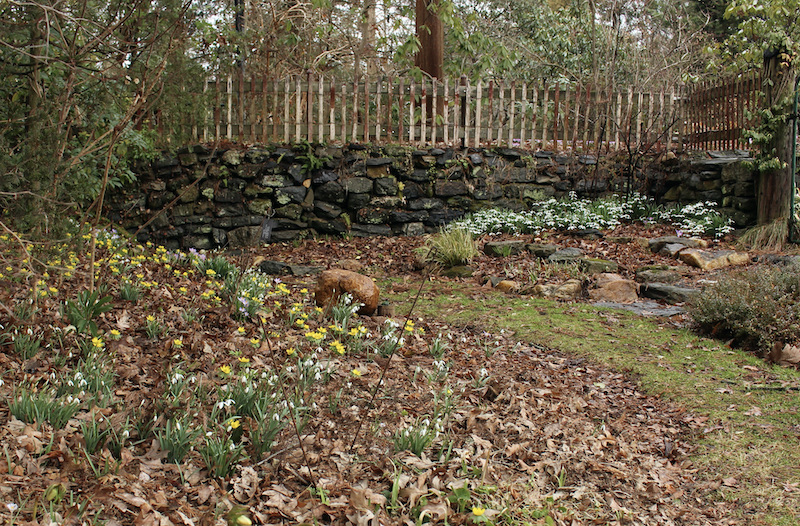hedgleigh spring snowdrops